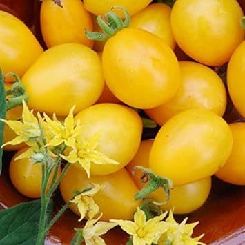Yellow Tomato Solanum lycopersicum seeds for garden planting